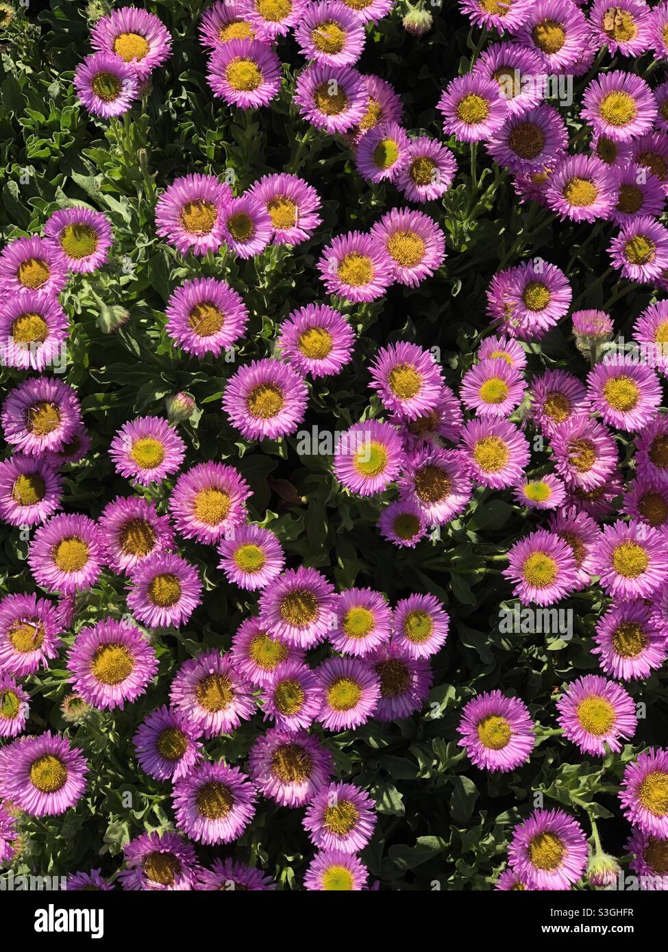 Candy Pink Daisies (Fleabane) Stock Photo