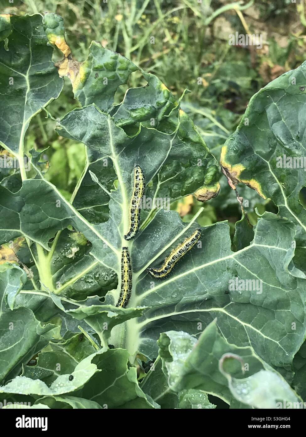 Cabbage white caterpillars hires stock photography and images Alamy