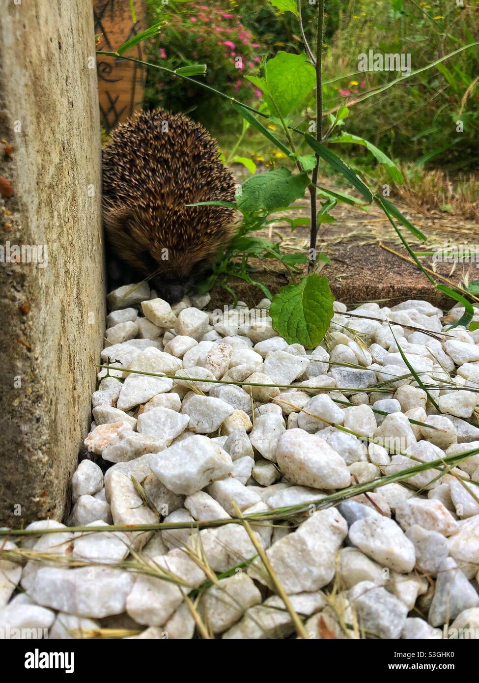 Busy hedgehog in daylight Stock Photo