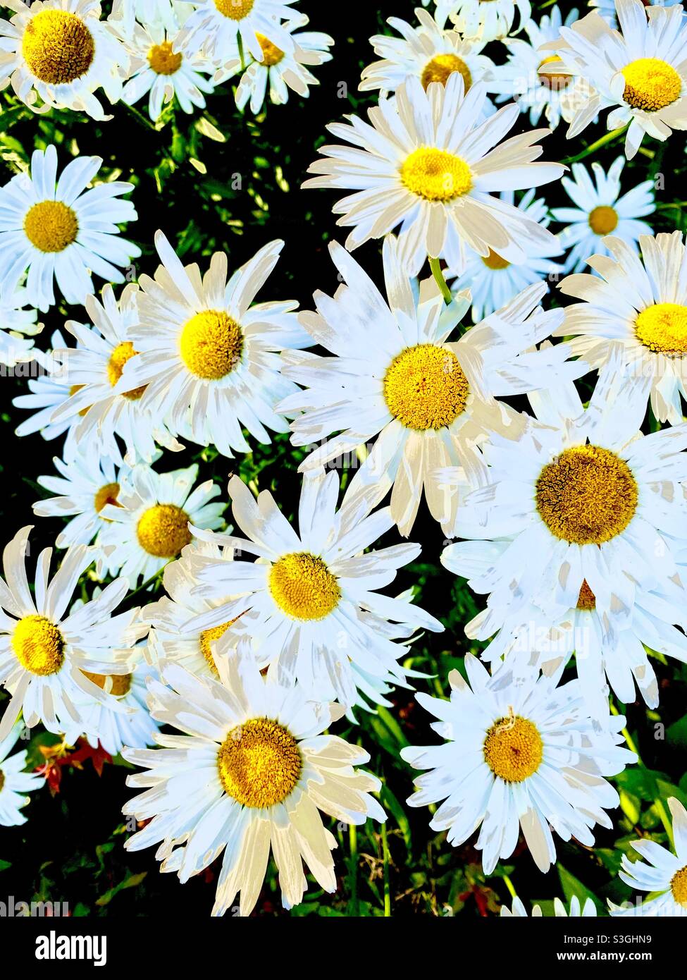Field of daisies Stock Photo