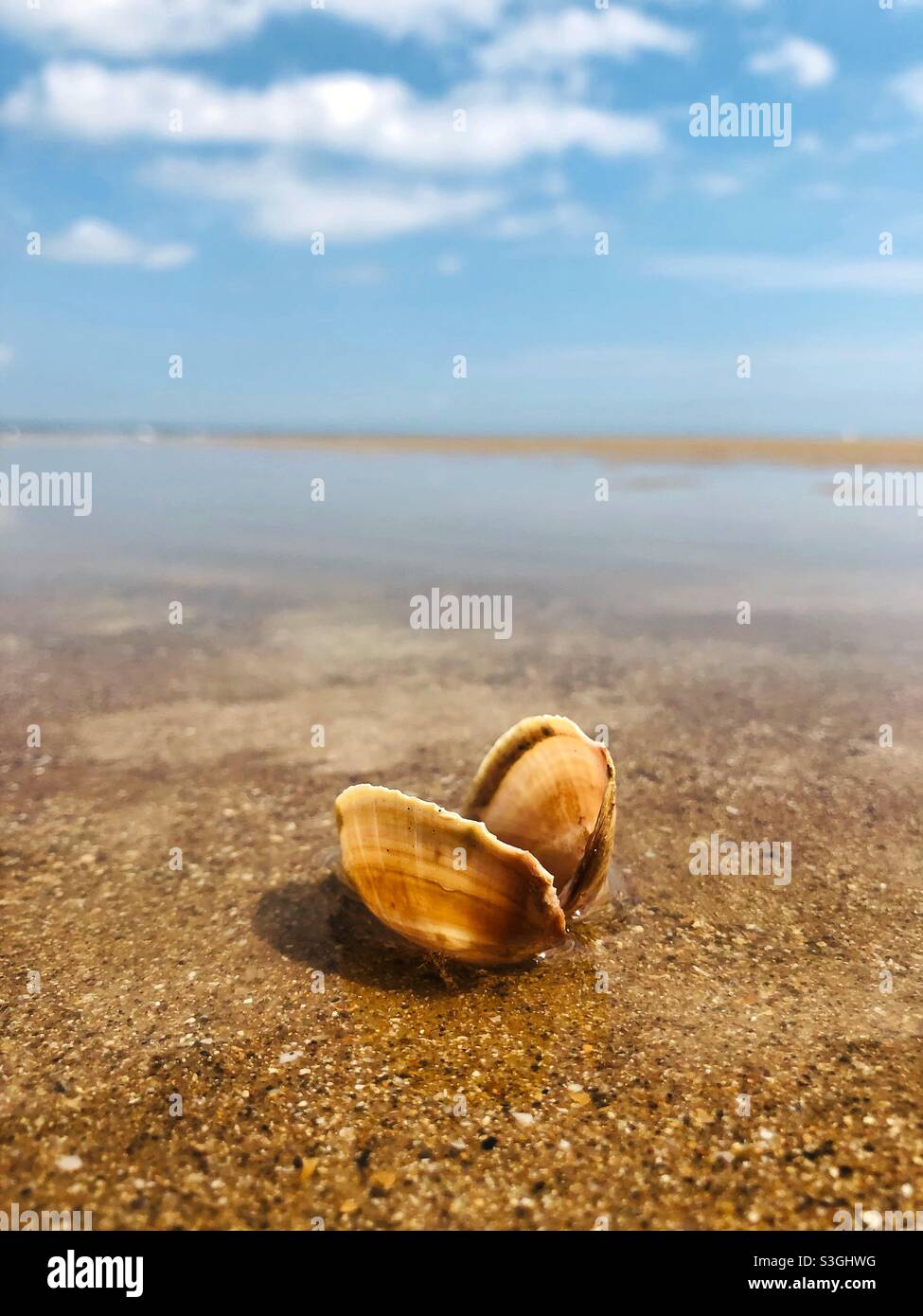 An open shell left behind at low tide on a deserted beach Stock Photo