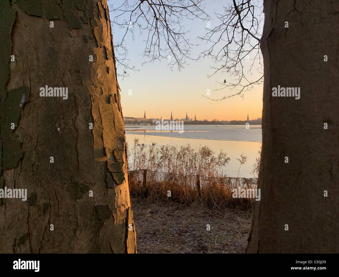 Hamburg city view from between two trees next to the Alster lake on a late sunny afternoon Stock Photo