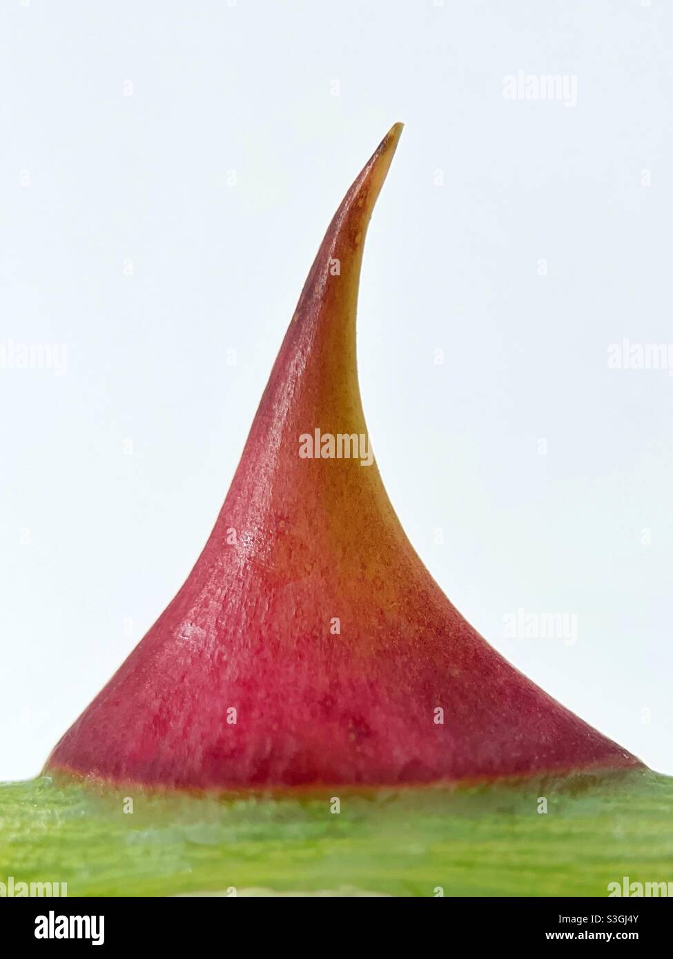Closeup view of the thorn of a rose bush - Smartphone Captured Stock Image