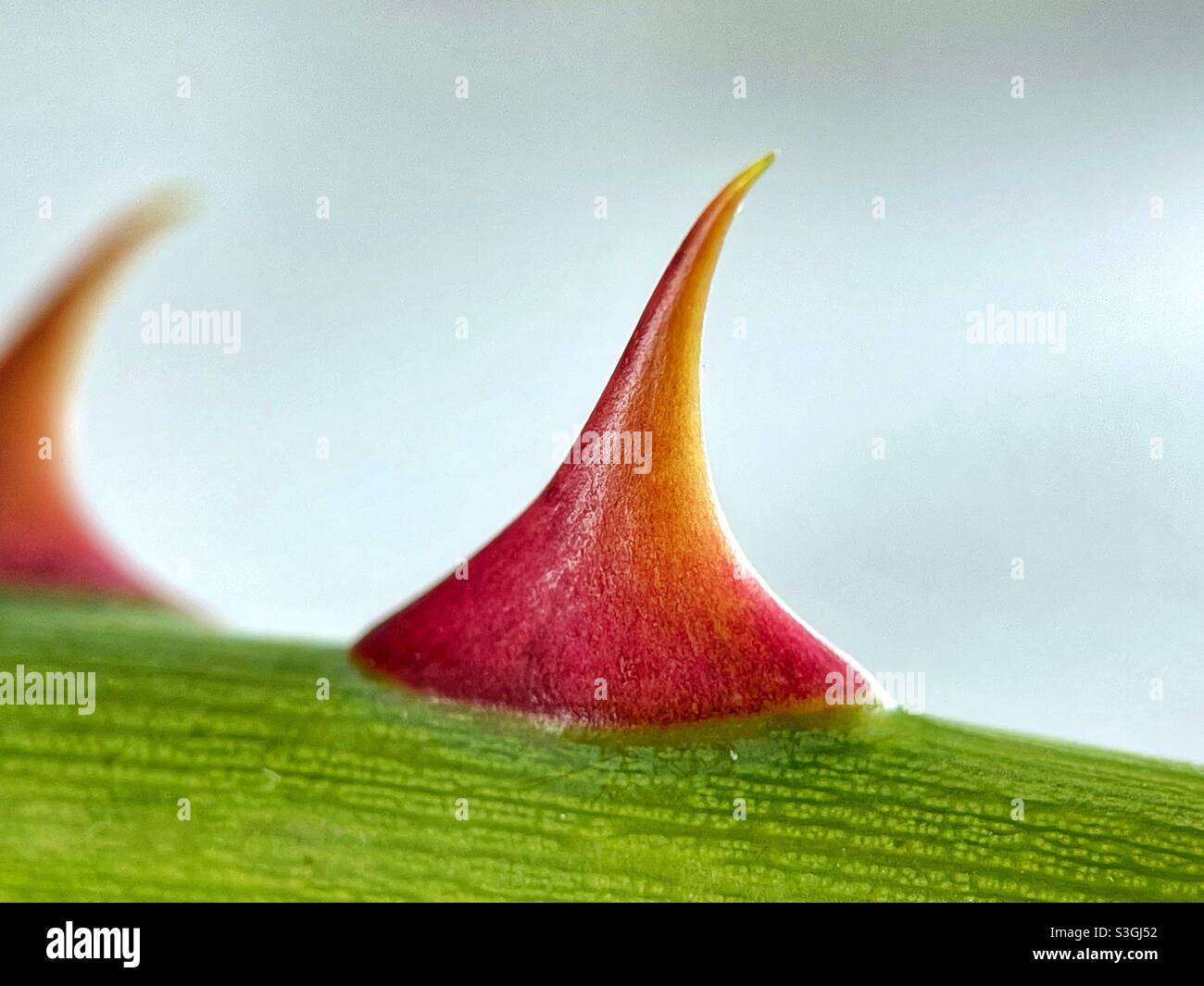 Closeup view of a thorn on the stem of a rose bush - Smartphone Captured Stock Image