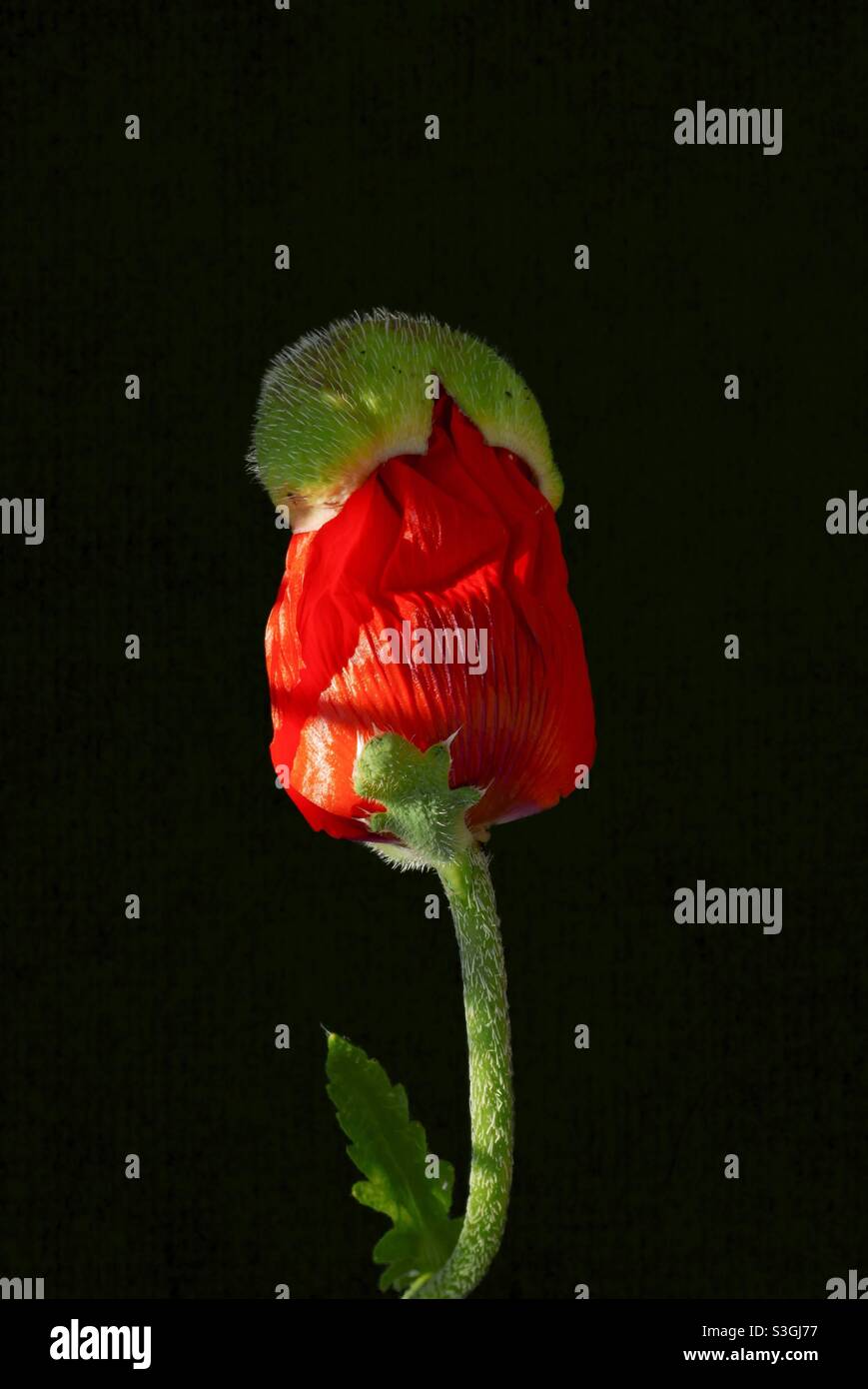 Red poppy bud against a dark background - Smartphone Captured Stock Image