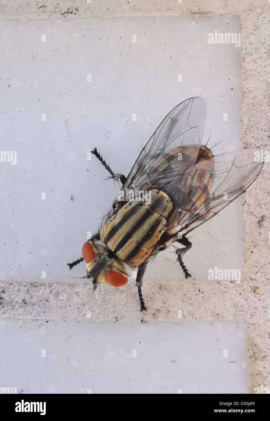 A closeup of a Fly. - Smartphone Captured Stock Image