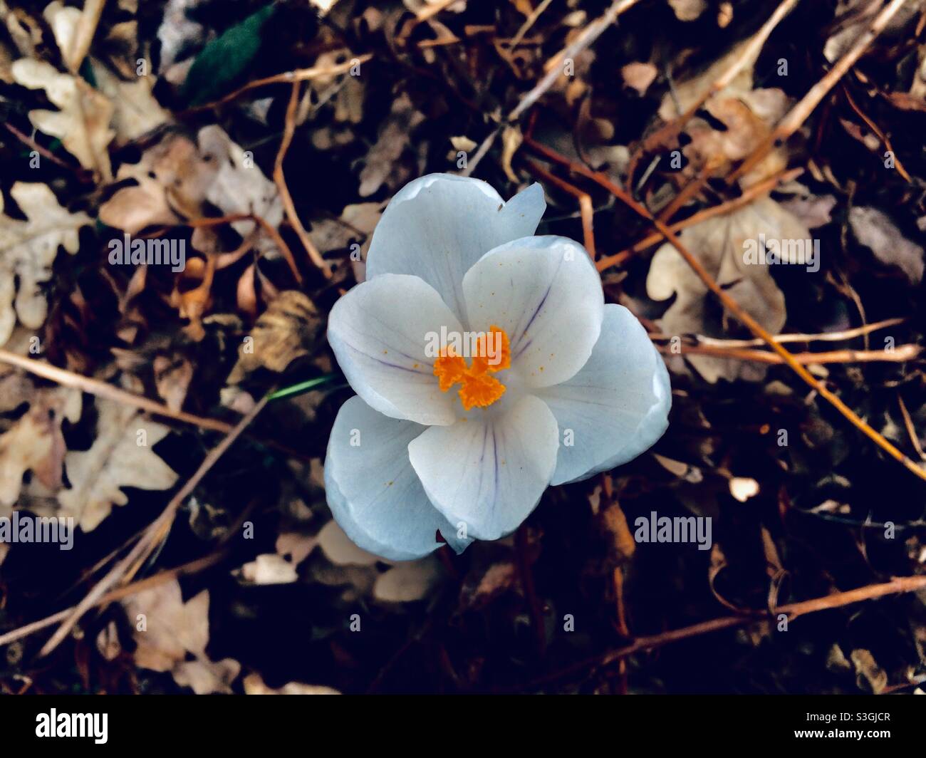 Single white crocus. This photo was shot in April 2020 at Humber Bay park in Toronto Stock Photo