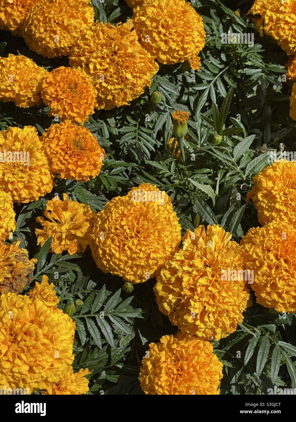 Mexican marigold hires stock photography and images Alamy