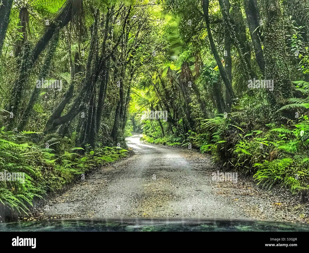 Driving down a country road in the Westland District on New Zealand’s South Island - Smartphone Captured Stock Image