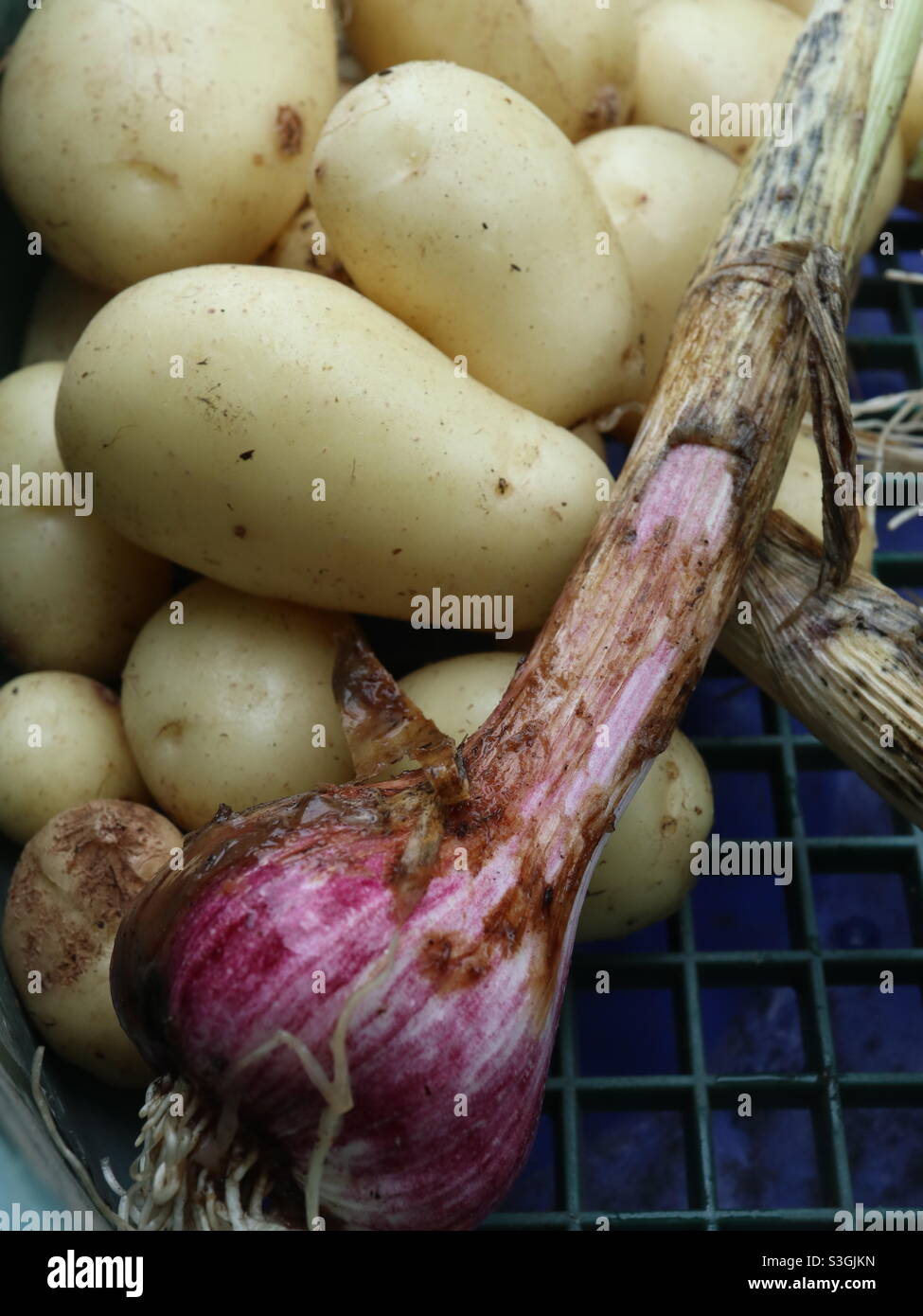 Sunday Summer Harvest - Smartphone Captured Stock Image