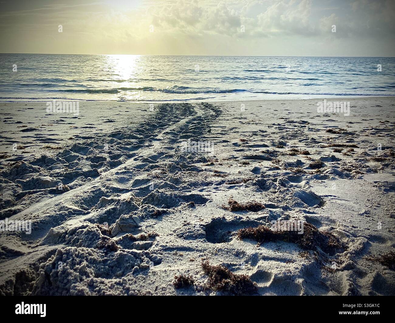 Sea turtle tracks leading to Atlantic ocean - Smartphone Captured Stock Image