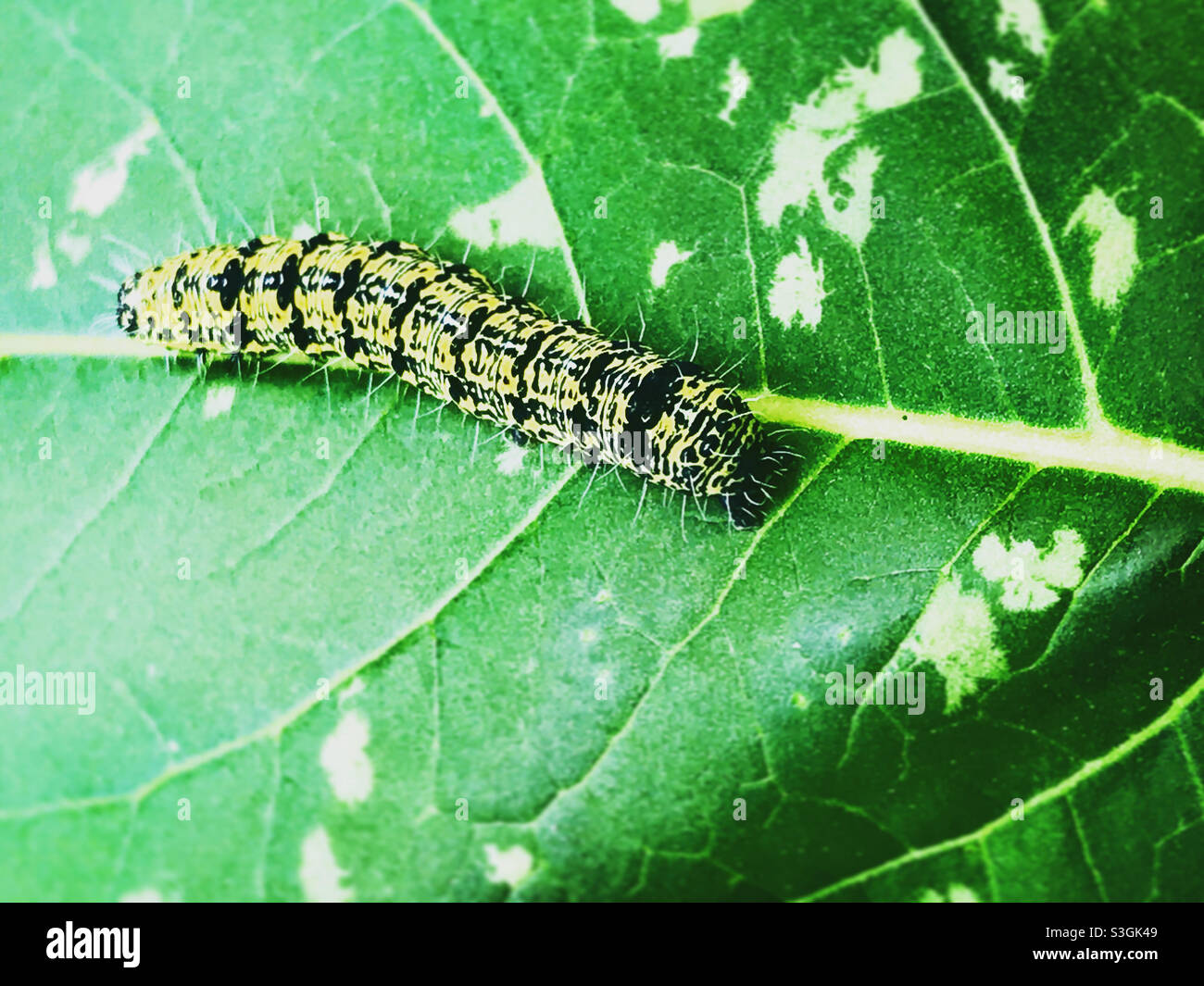 A yellow caterpillar walks on a green leaf in a forest in Peña de