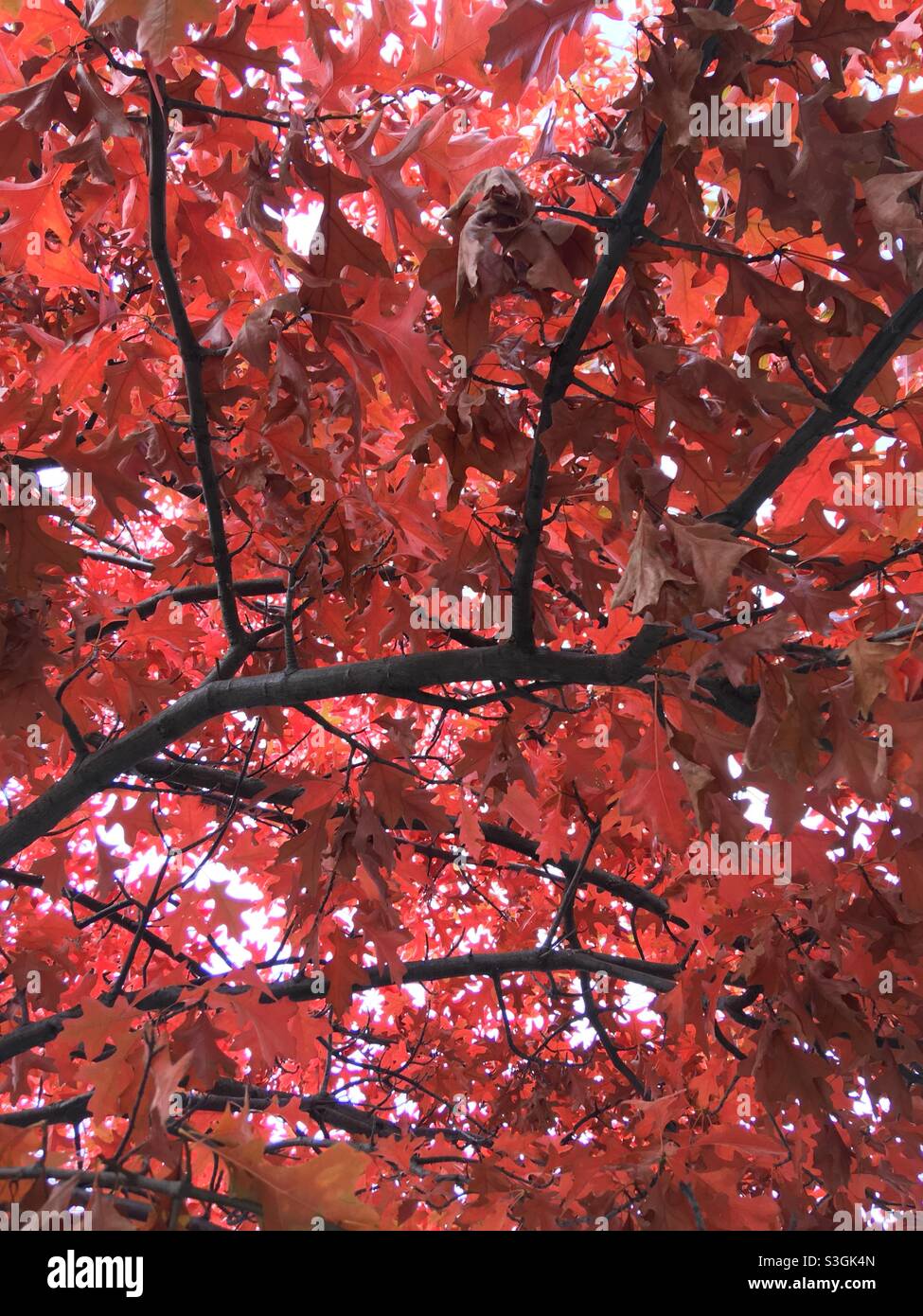 fall-color-tree-stock-photo-alamy