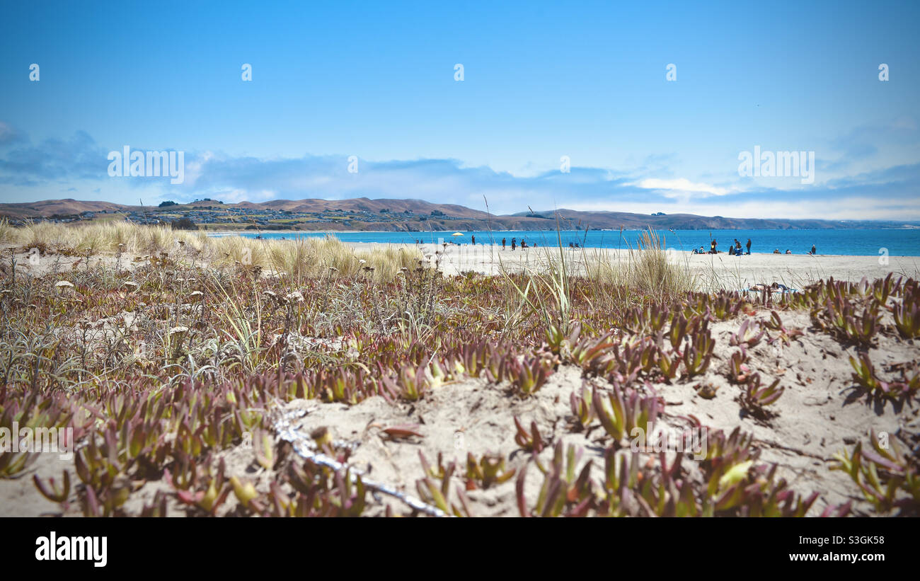Doran beach the day after July 4th 2021 in Bodega Bay Stock Photo Alamy