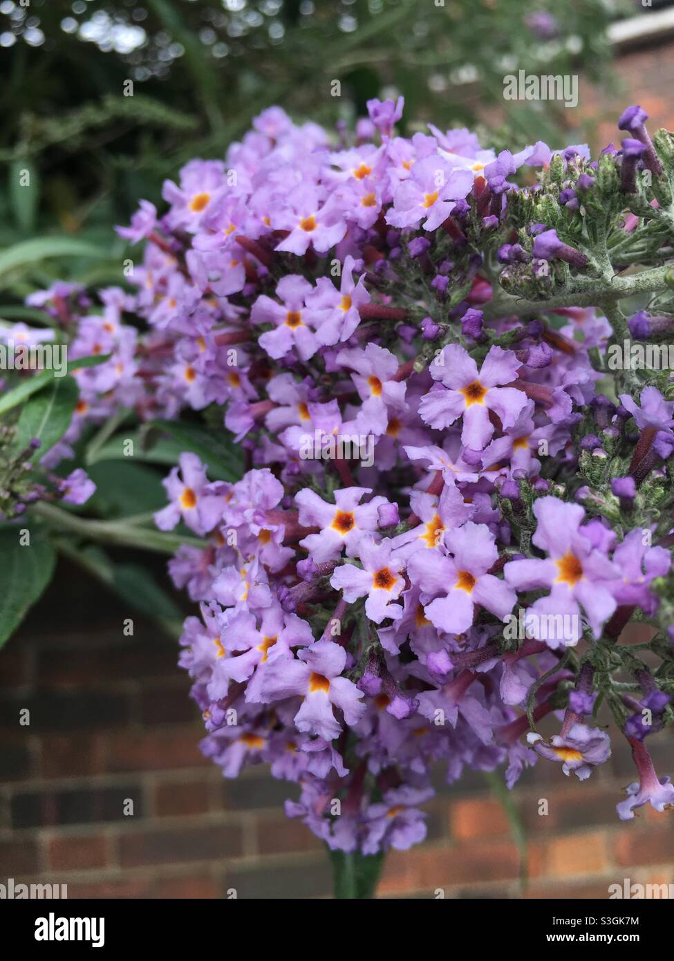 Cute purple flowers hi-res stock photography and images - Alamy