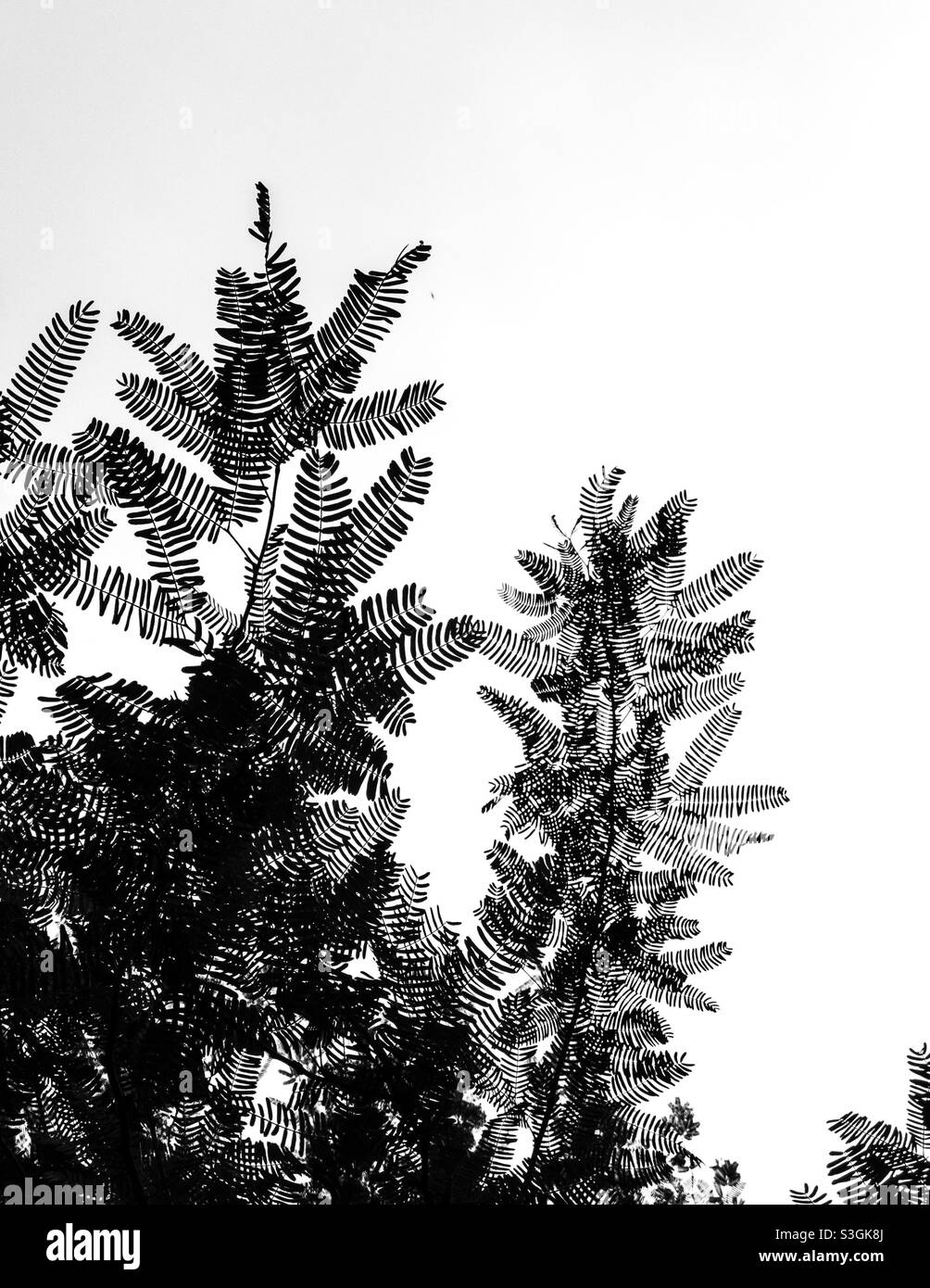 Tree leaves Black and White Stock Photos & Images - Alamy