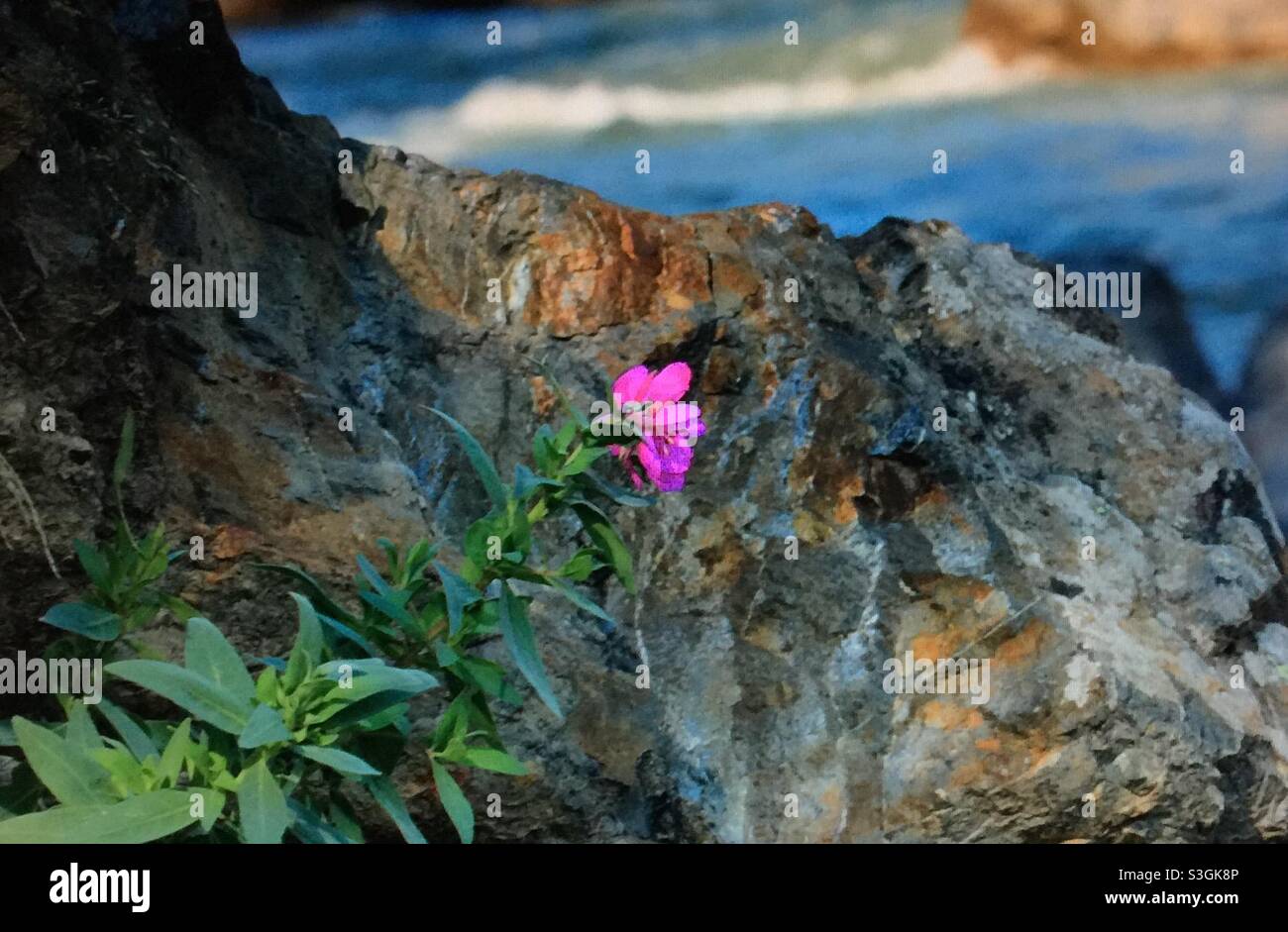 Chamaenerion latifolium, dwarf fireweed, wildflower, rocks, mountain flower, river beauty, green,  magenta, river, cliffs, jagged, rugged Stock Photo