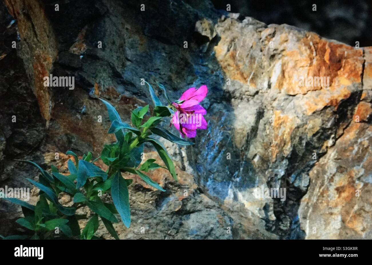 Chamaenerion latifolium, dwarf fireweed, wildflower, rocks, mountain flower, river beauty, green,  magenta, river, cliffs, jagged, rugged Stock Photo