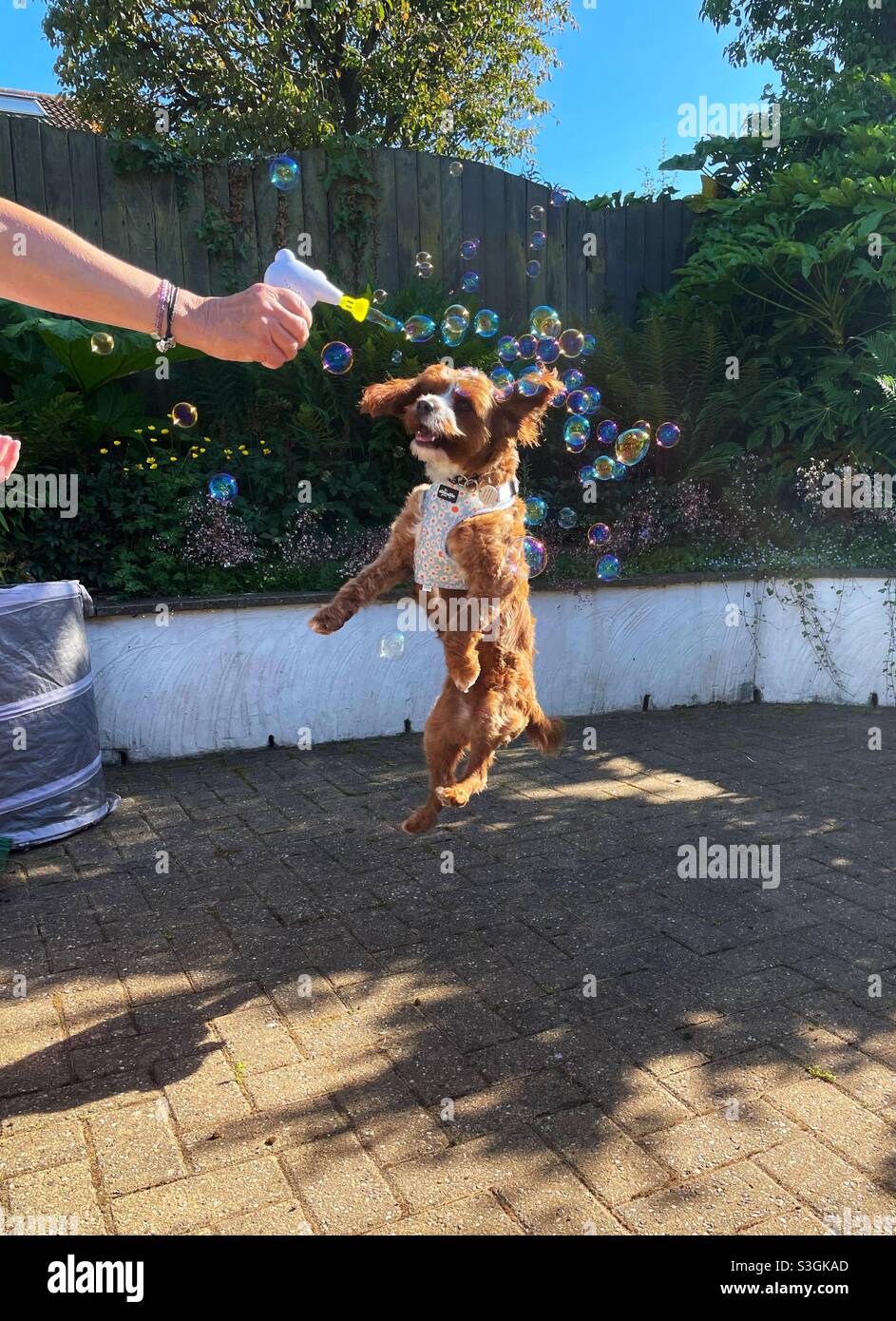 Cavapoo dog going nuts for bubbles Stock Photo Alamy