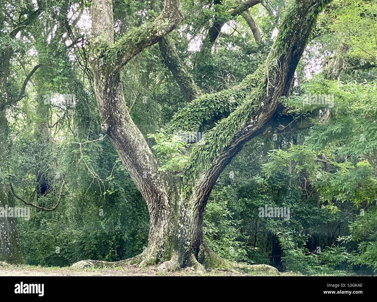 Y Shaped Oak Tree Stock Photo