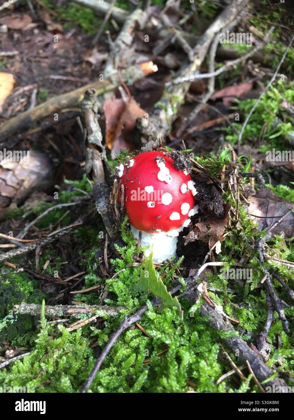 Red toxic mushroom Stock Photo