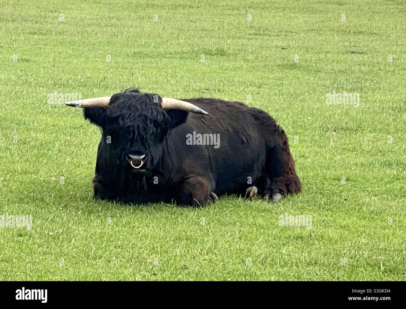 Black highland bull - Smartphone Captured Stock Image