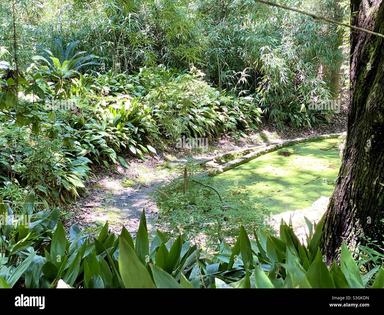 Green Garden Pond Stock Photo Alamy