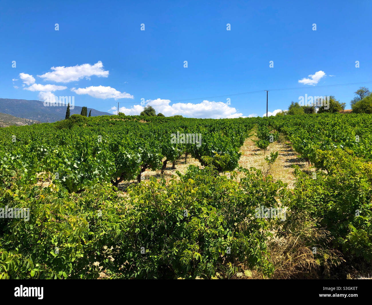 Vineyard near Limassol, Cyprus - Smartphone Captured Stock Image