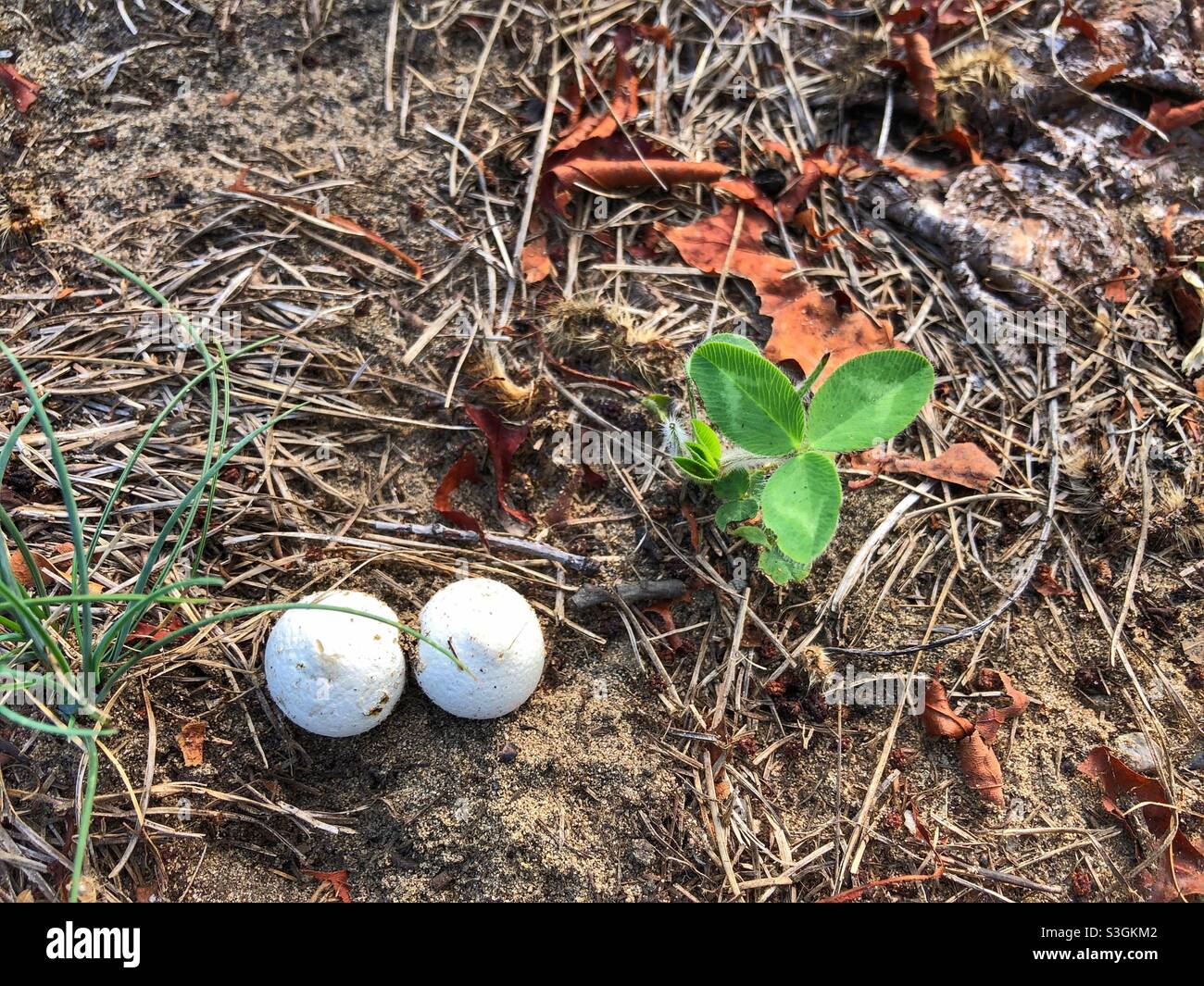Two small white mushrooms growing next to a young sapling in the woods. - Smartphone Captured Stock Image