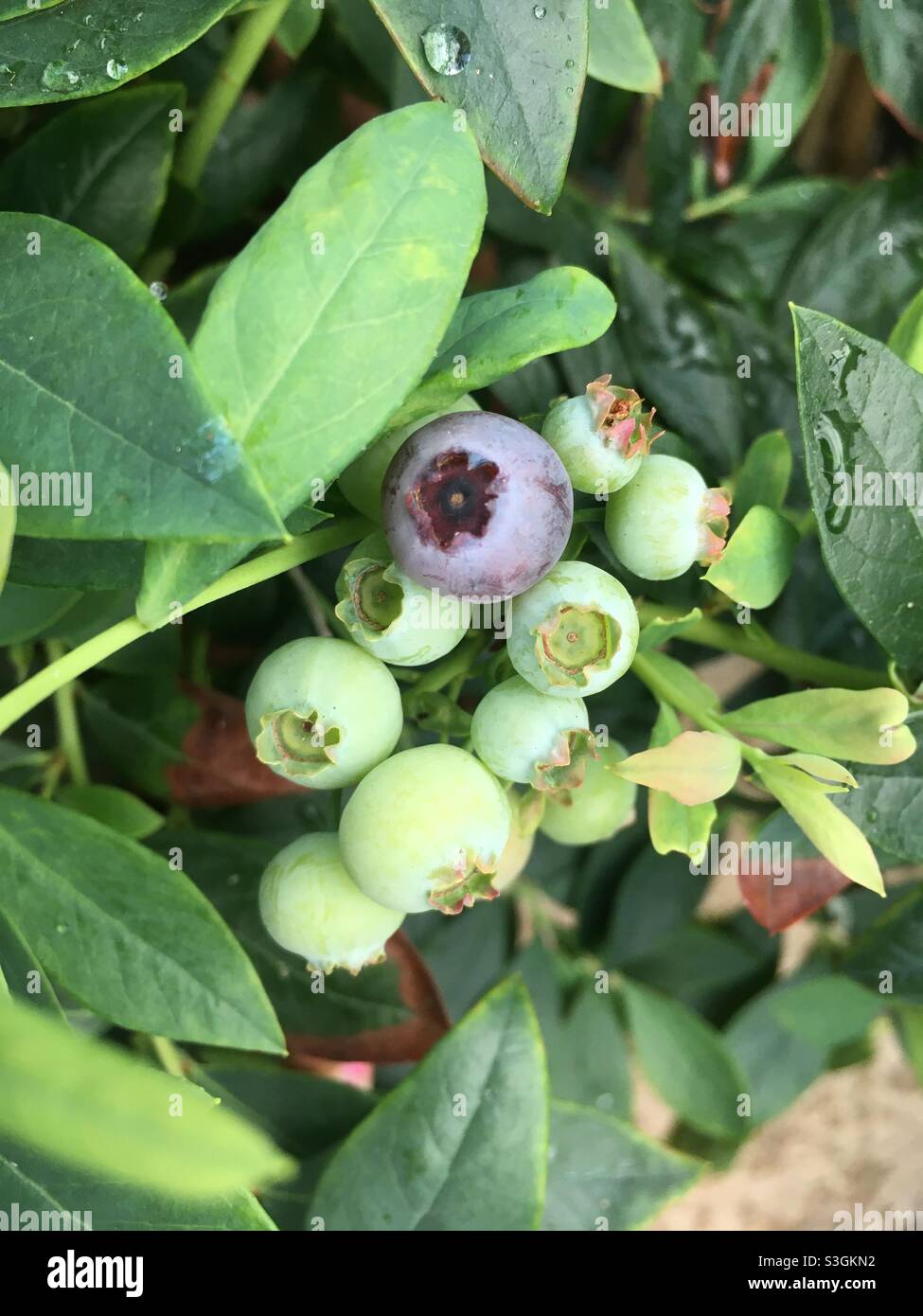 Blueberry ripening on Sunshine Blue blueberry bush, UK Stock Photo Alamy