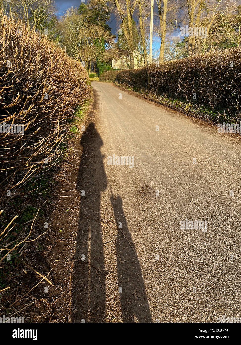 Low winter sun dog walk distorted shadows - Smartphone Captured Stock Image