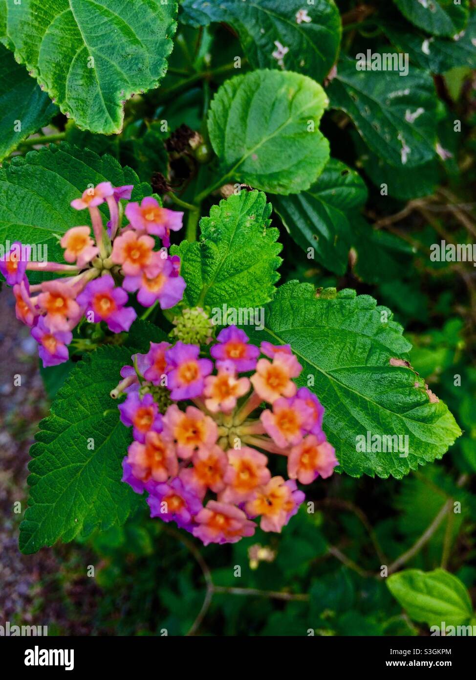 Lantana Camara-species of flowering plant within the verbena family. Stock Photo