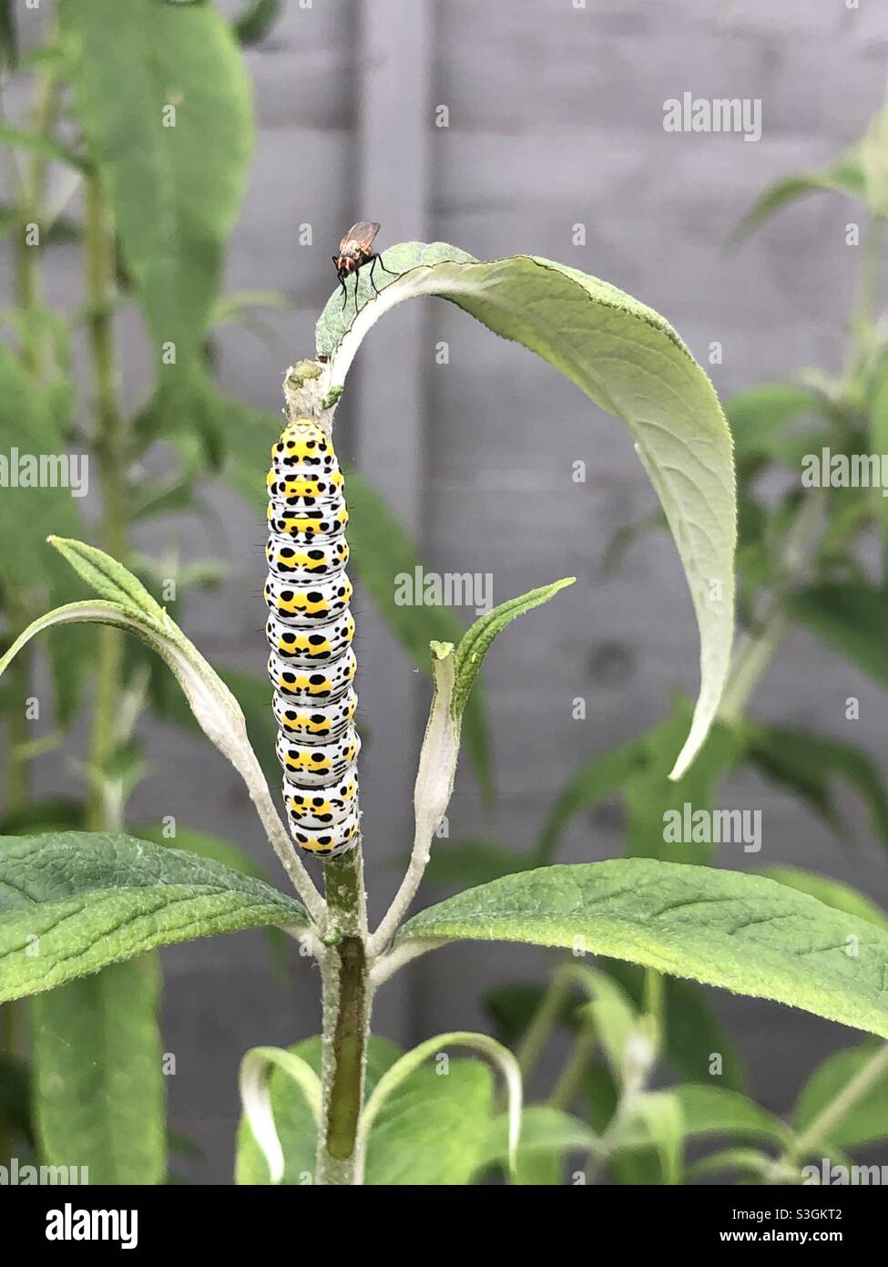 Mullein moth caterpillar on a buddleia plant Stock Photo