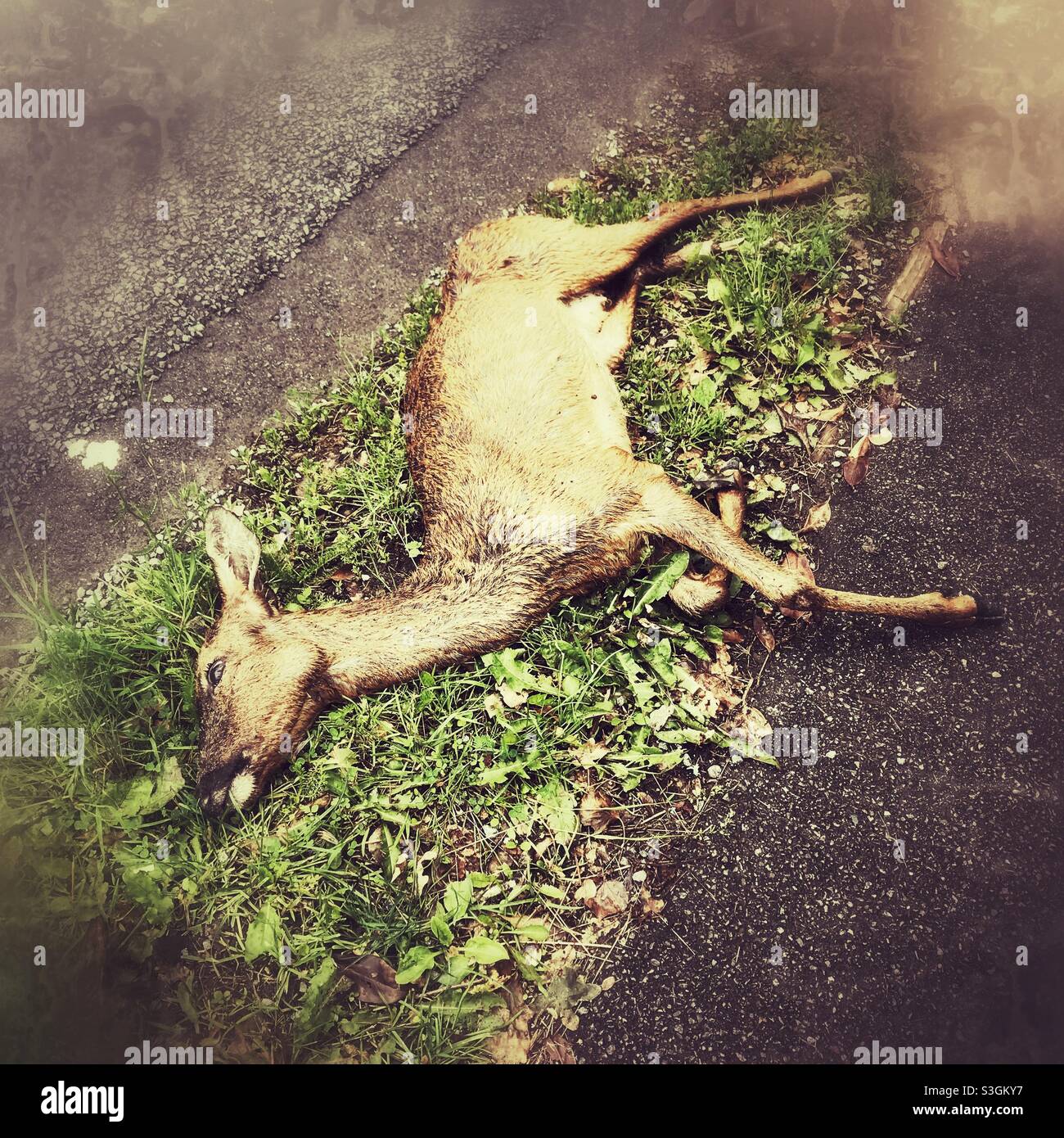 Young deer killed on the road, Medstead, Hampshire, England, United Kingdom. Stock Photo
