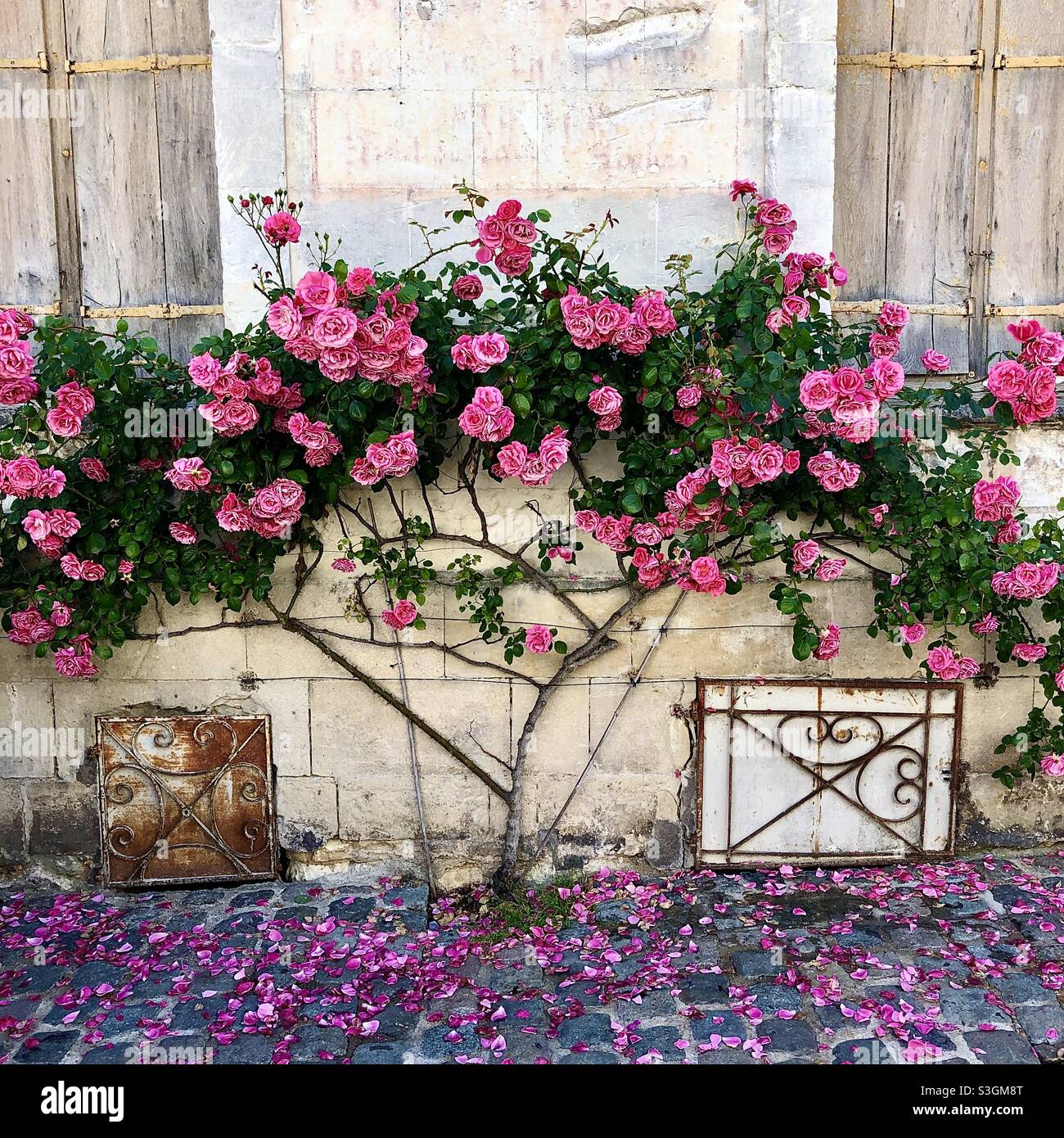 Old pink rose on front of house in Loches, Indre-et-Loire (37), France. Stock Photo
