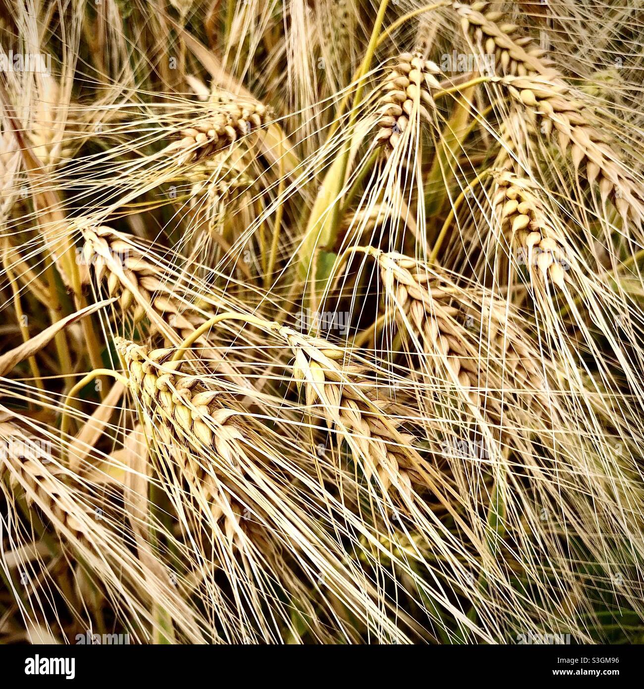 Ripening Barley cereal crop. Stock Photo