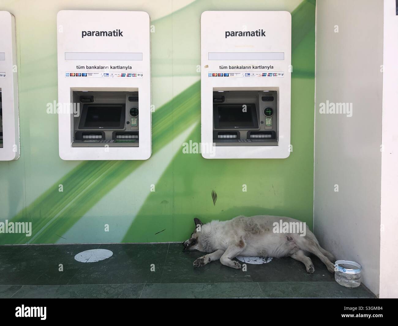 Stray dog seeping in front of ATM - Smartphone Captured Stock Image