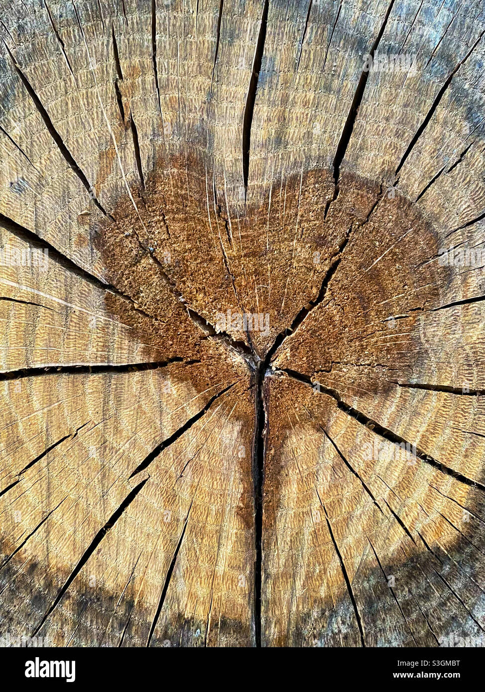 Heartwood; cross section of an oak log Stock Photo Alamy