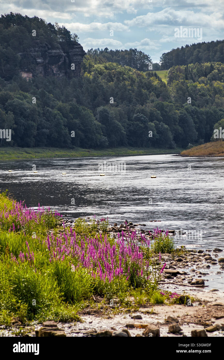 pink loosestrife Lythrum salicaria on the stony bank of a river. Stock Photo