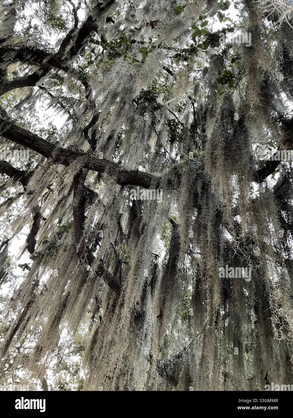 Spanish moss hanging from a tree Stock Photo Alamy