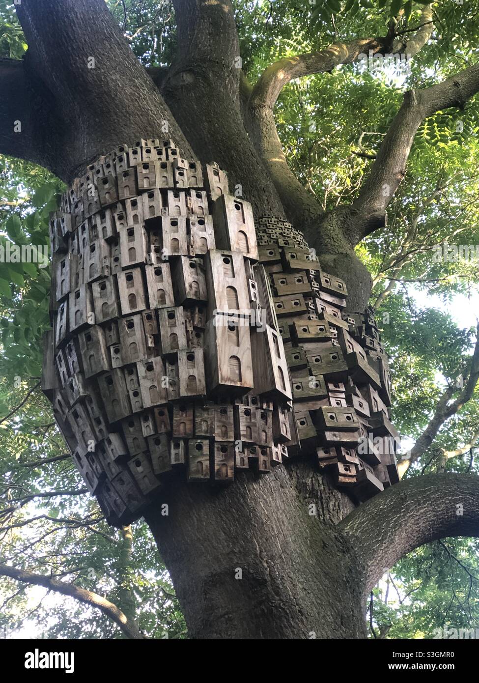 Many nest boxes attached to a tree. - Smartphone Captured Stock Image