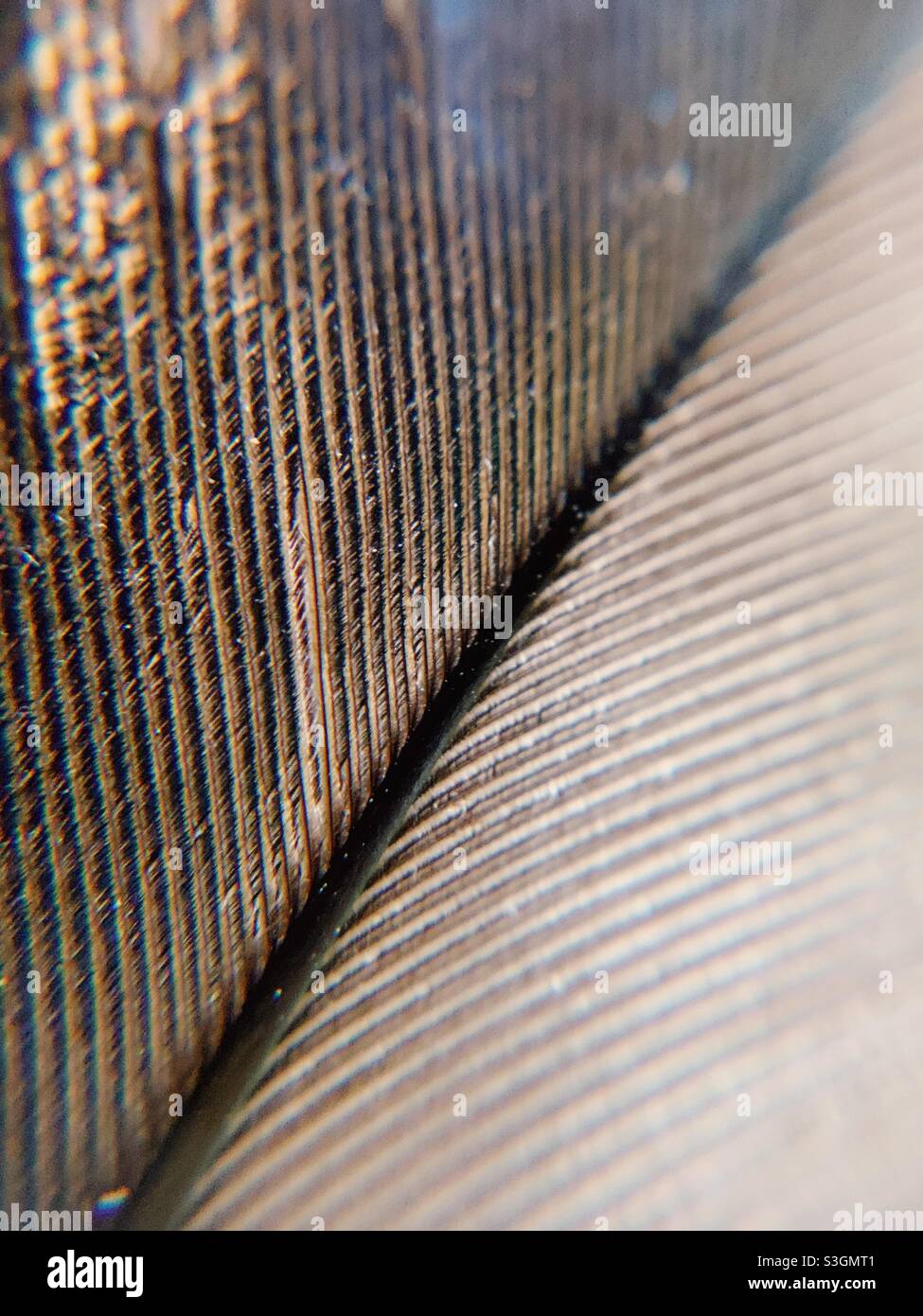 Feather up close - Smartphone Captured Stock Image