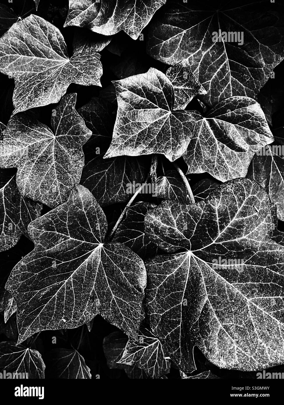 Ivy leaves, in black and white - Smartphone Captured Stock Image