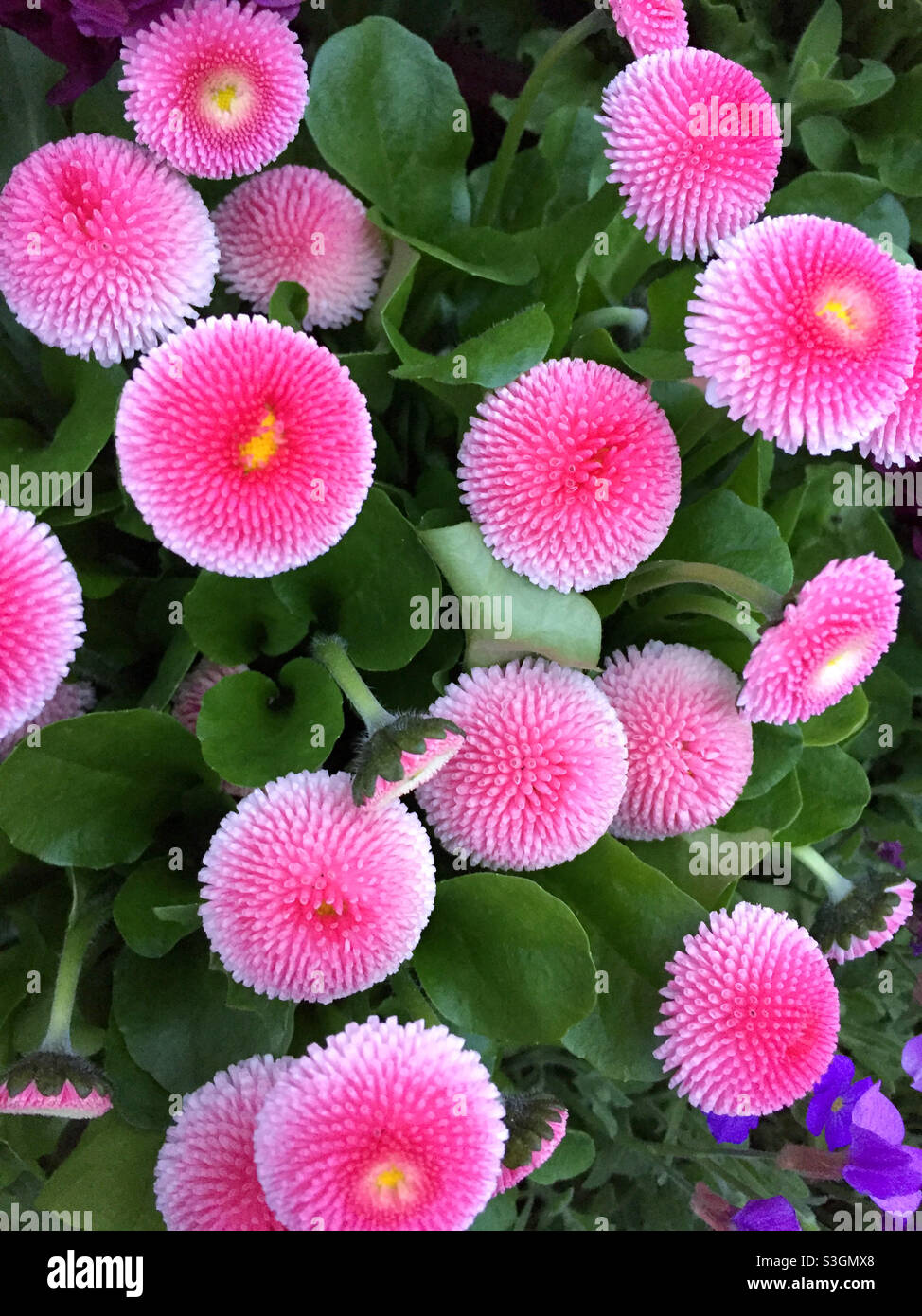 Bellis flowers Victoria BC Stock Photo Alamy