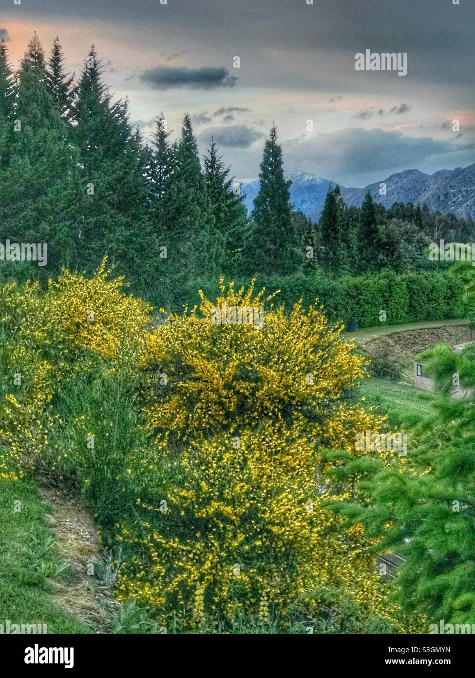 Wattle trees near Lake Wanaka, South Island, New Zealand - Smartphone Captured Stock Image