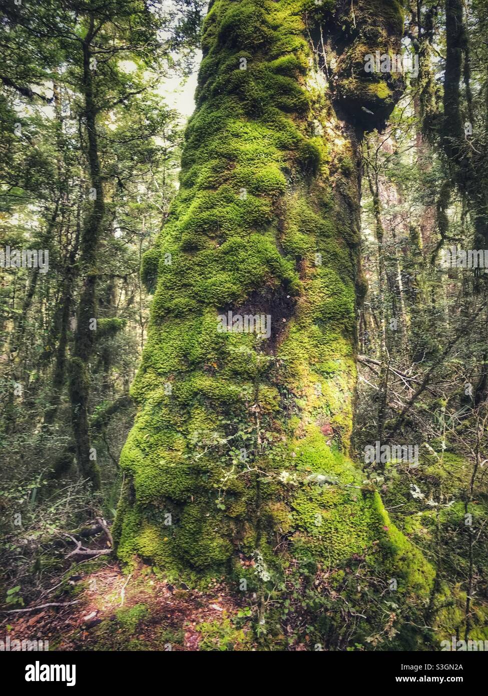 Tree covered in moss, Fiordland National Park, South Island, New Zealand - Smartphone Captured Stock Image