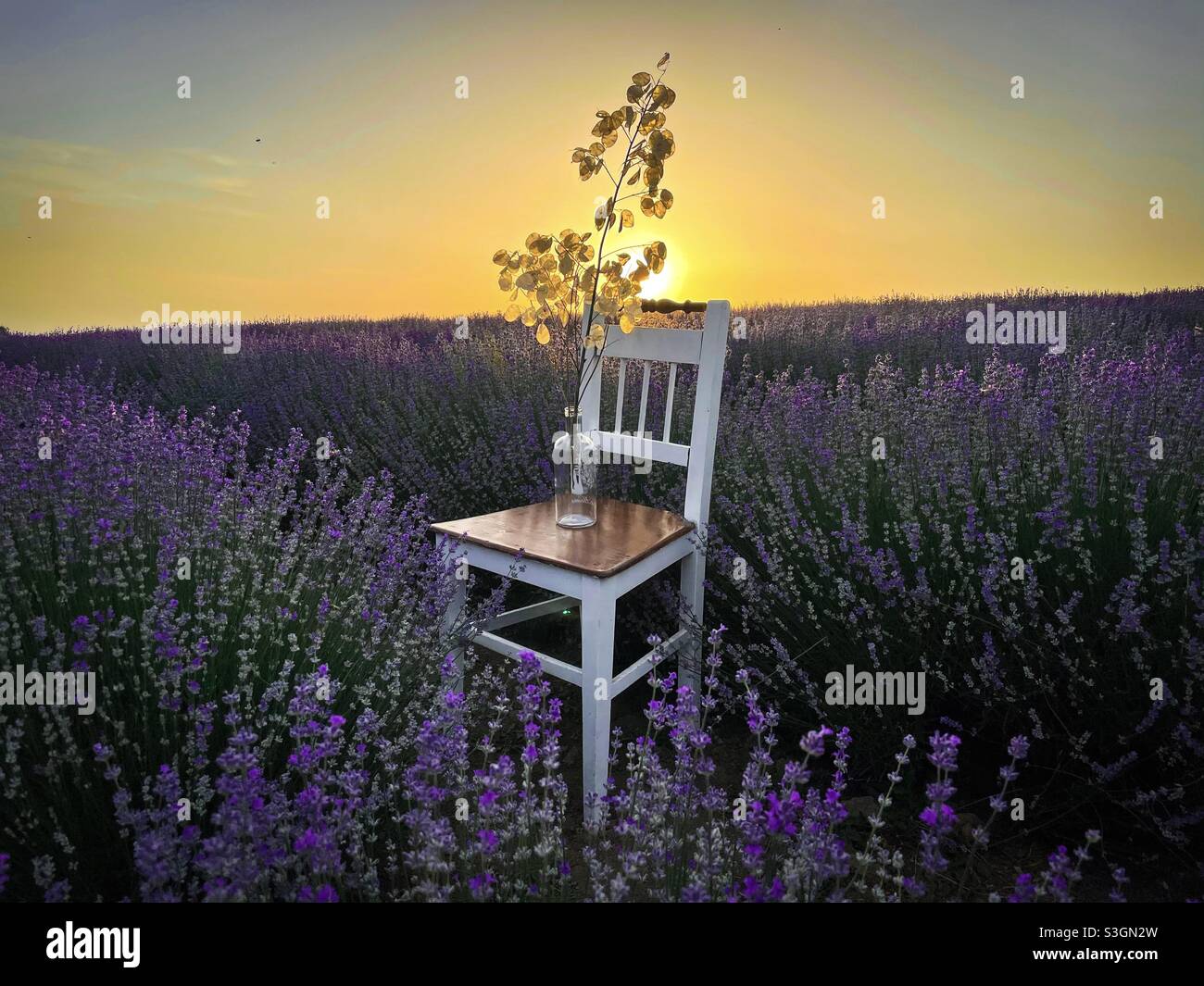 Wooden chair in a field of lavender at sunset Stock Photo