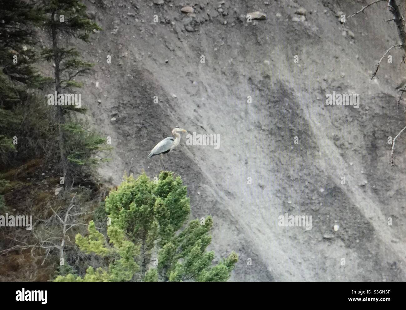 great blue heron, Ardea herodias),large wading bird ,family Ardeidae, common near the shores, open water,wetlands,North America - Smartphone Captured Stock Image