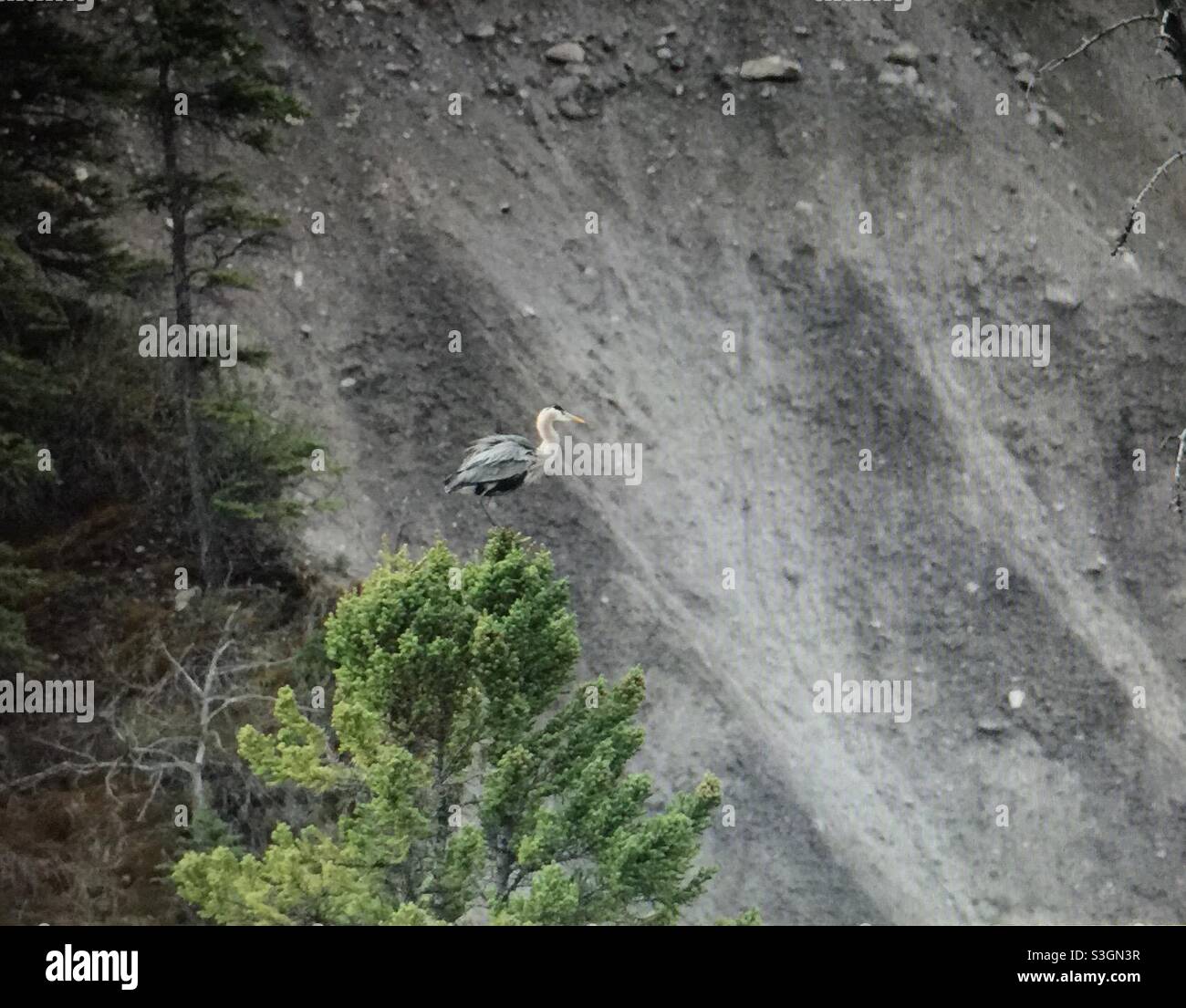 great blue heron, Ardea herodias),large wading bird ,family Ardeidae, common near the shores, open water,wetlands,North America - Smartphone Captured Stock Image