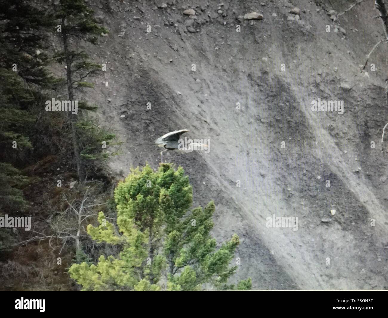 great blue heron, Ardea herodias),large wading bird ,family Ardeidae, common near the shores, open water,wetlands,North America - Smartphone Captured Stock Image
